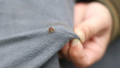 How to Keep Ticks Away Using Effective Liquid Repellents
